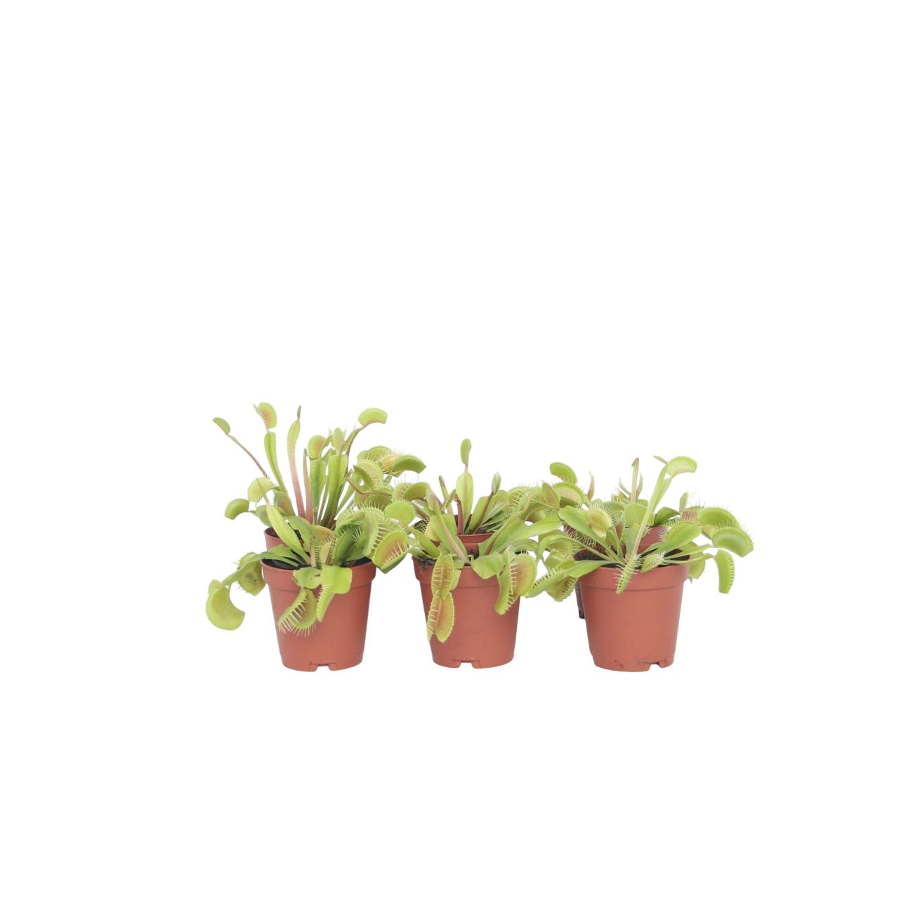 Planta carnivoră - 6 buc - Dionaea muscipula - Înălţime 5-15cm - ⌀6cm