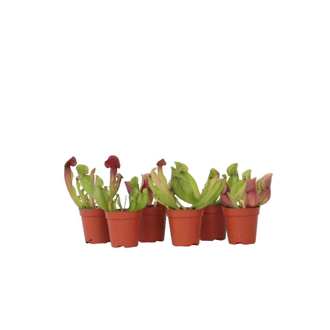 Planta ulcior - 6 buc - Sarracenia purpurea - Înălţime 15-20cm - ⌀6cm