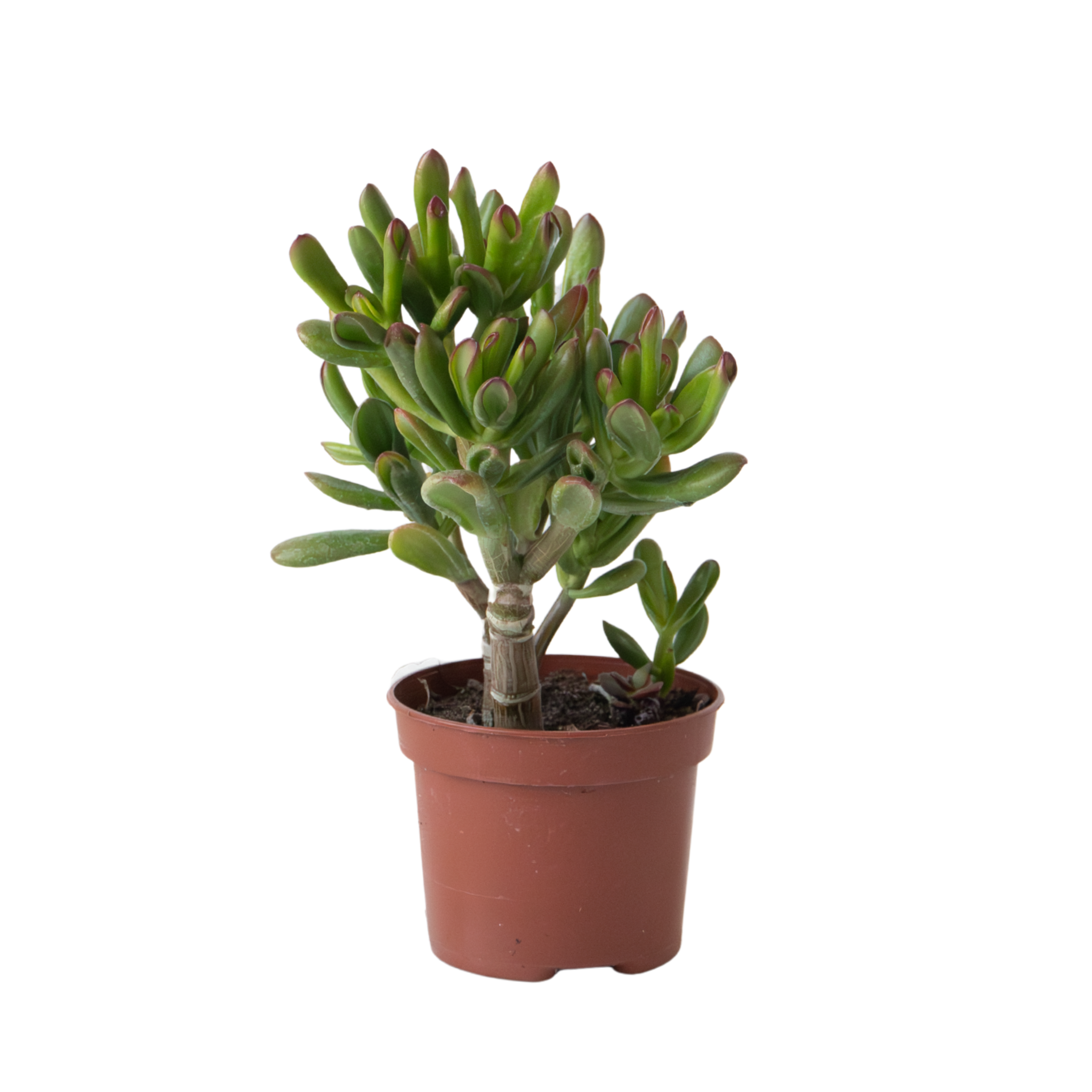 Planta de Jad - Crassula ovata 'Gollum' - Înălțime 15-25 cm - Ghiveci 12 cm