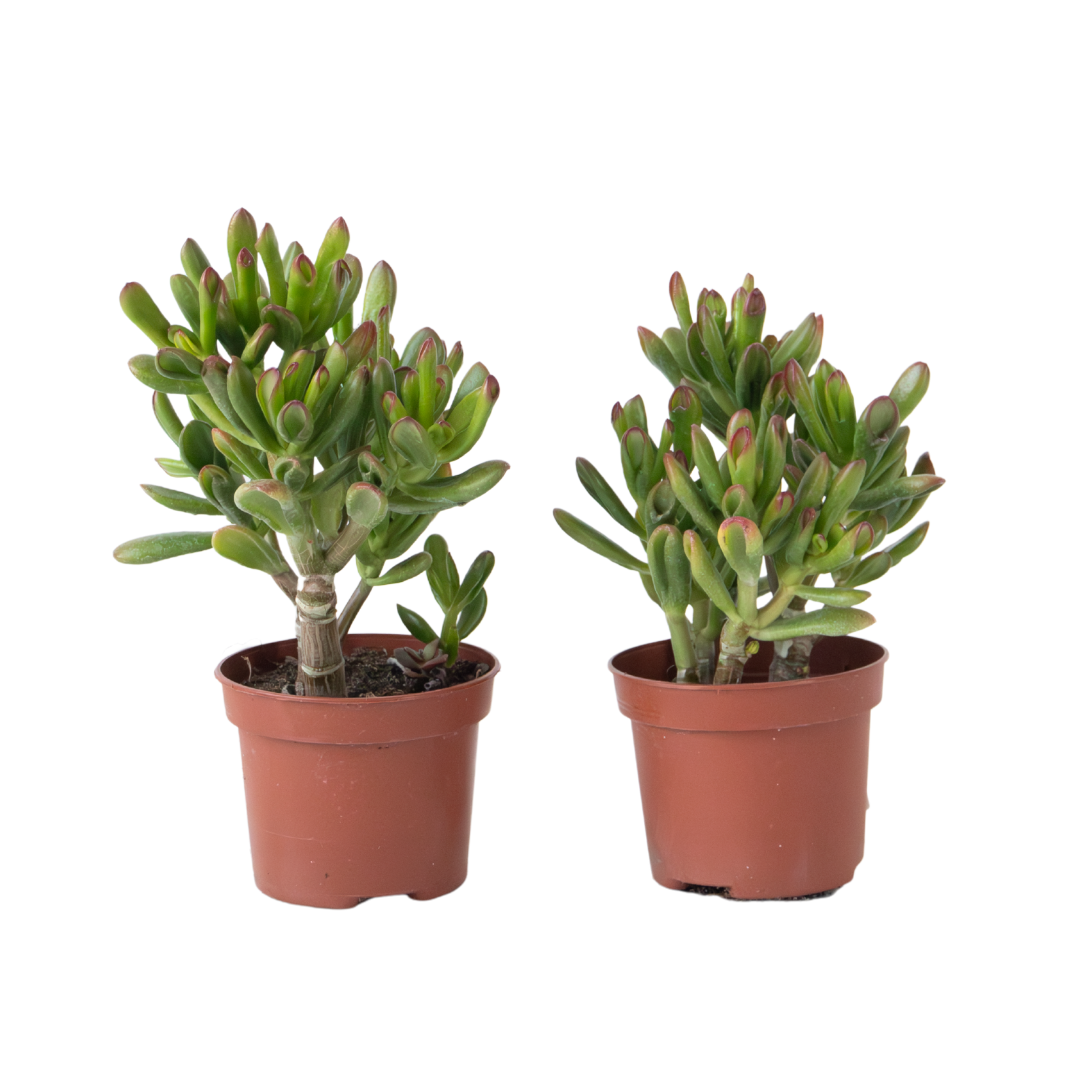 Planta de Jad - Set 2 - Crassula ovata 'Gollum' - Înălțime 15-25 cm - ⌀ 12 cm