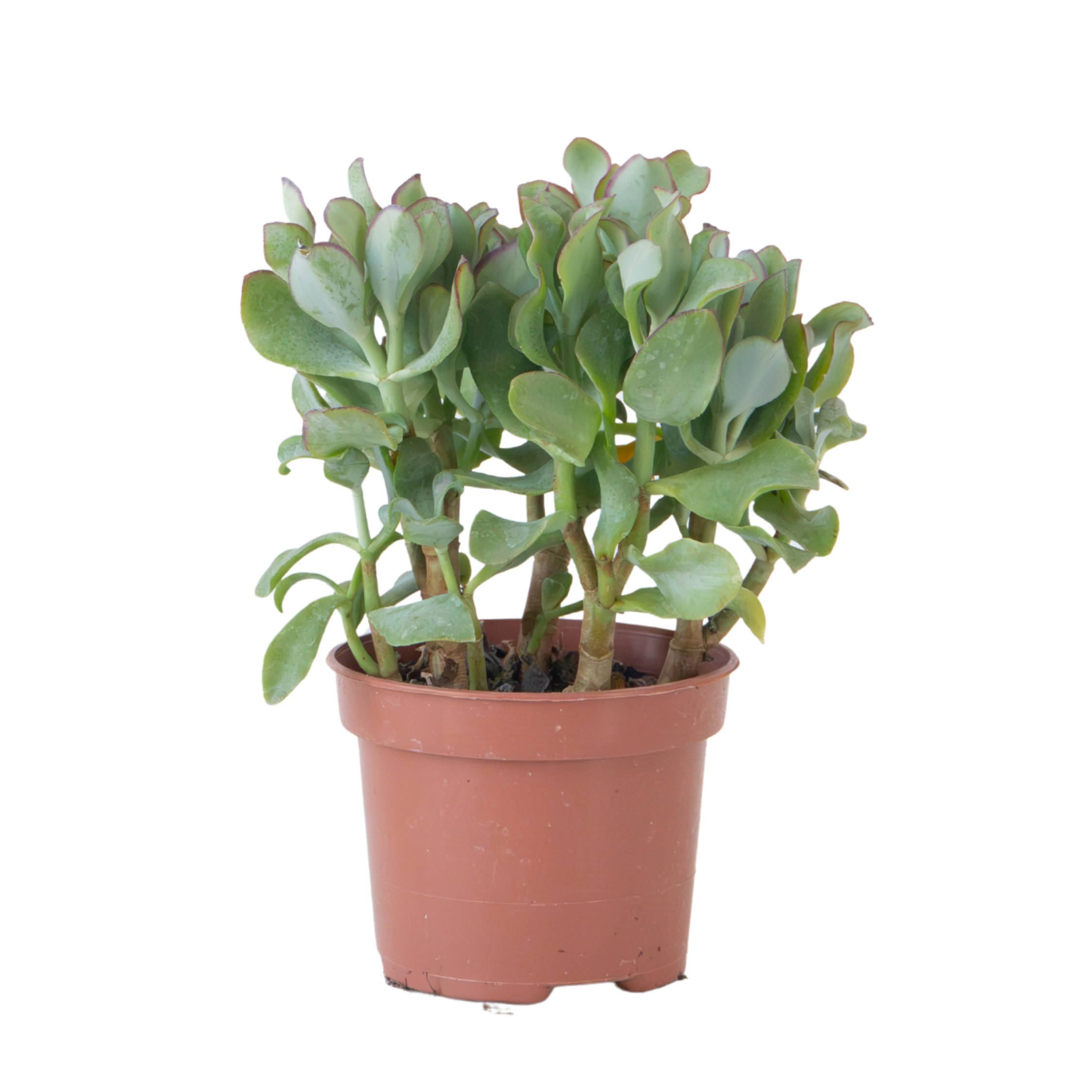 Plantă de jad - Crassula arborescens 'Curly' - Înălțime 15-25 cm