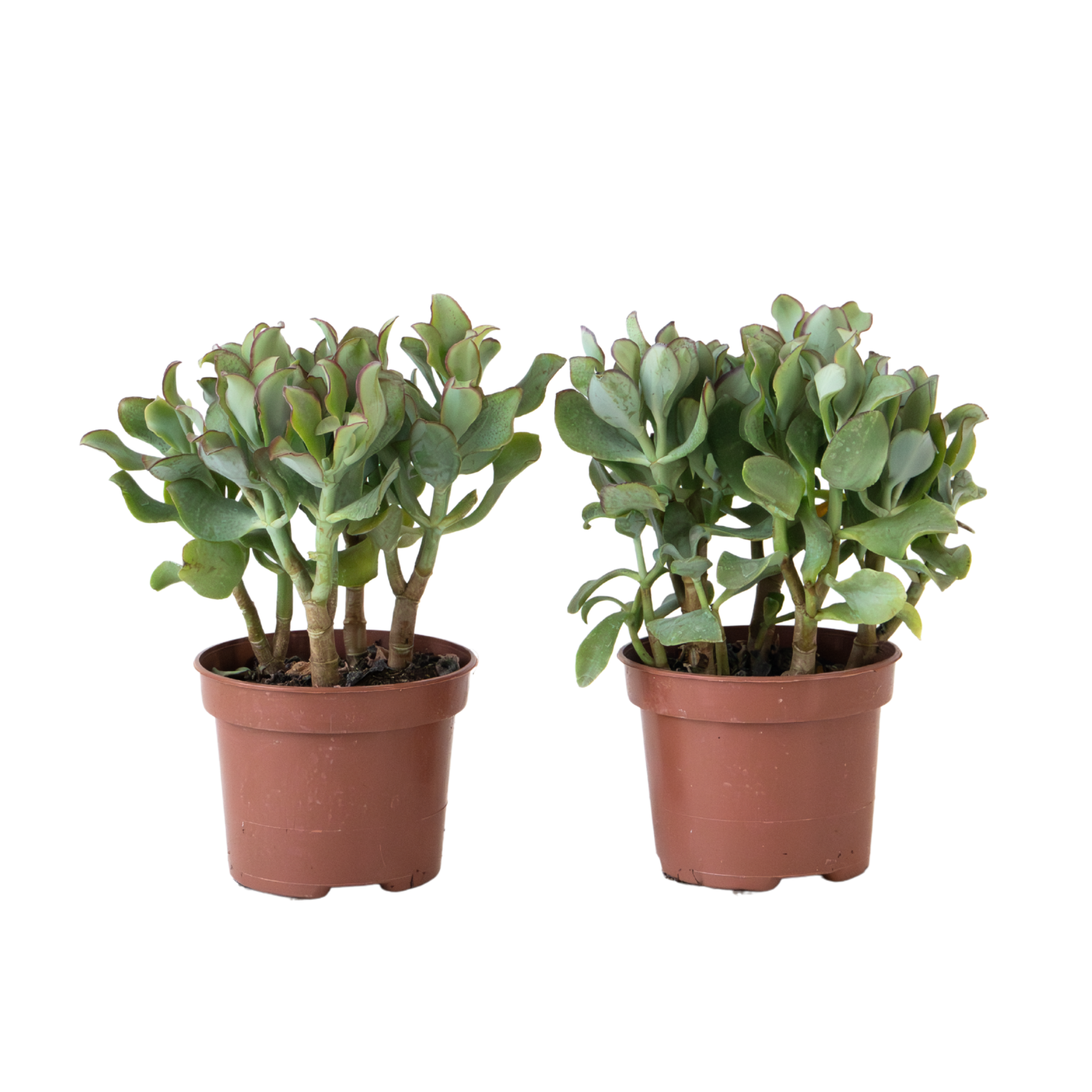 Plantă de jad - 2 buc. - Crassula arborescens 'Curly' - Ghiveci 12 cm