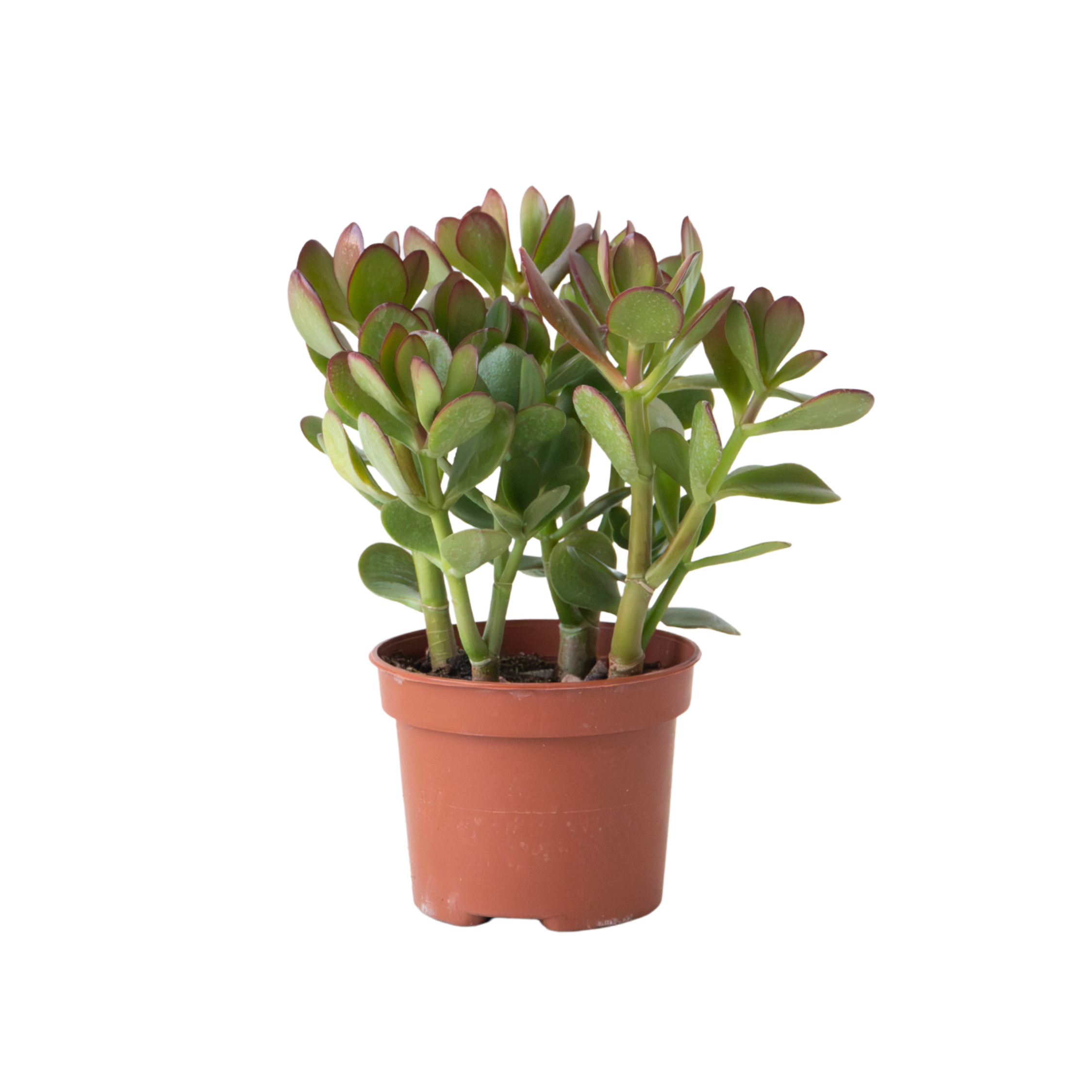 Jadeplant - Crassula ovata - Kõrgus 15-25cm - ø12cm