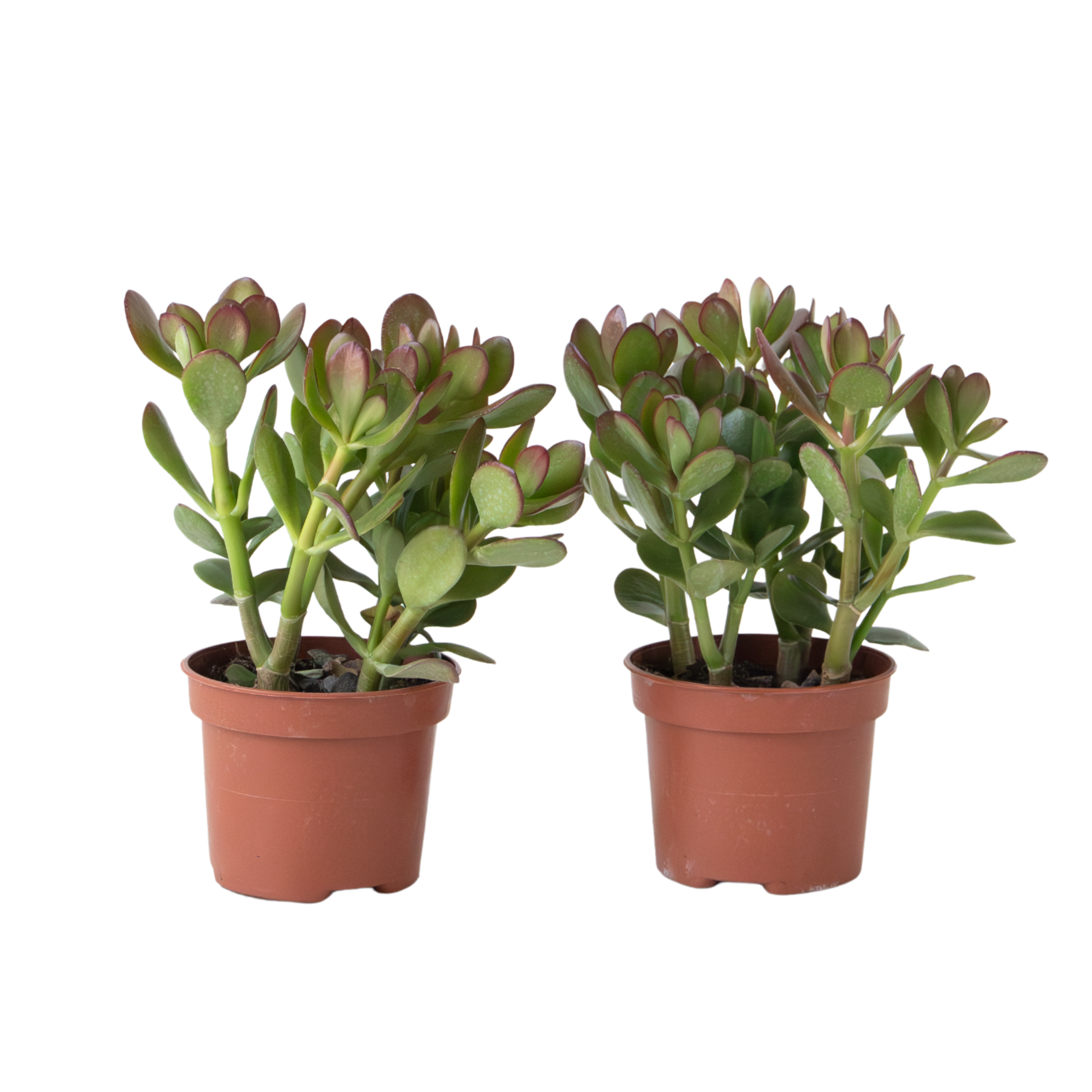 Jadeplant - 2 tk - Crassula ovata - Kõrgus 15-25cm - ø12cm