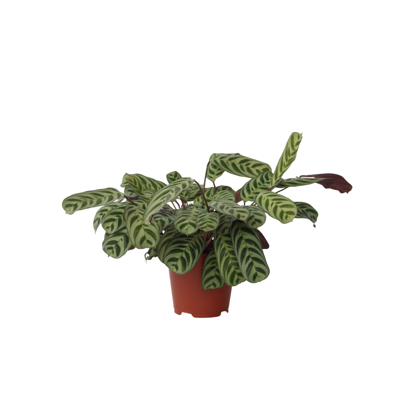 Planta de rugăciune - Ctenanthe 'burle-marxii' - Înălţime 30-40cm - ⌀14cm