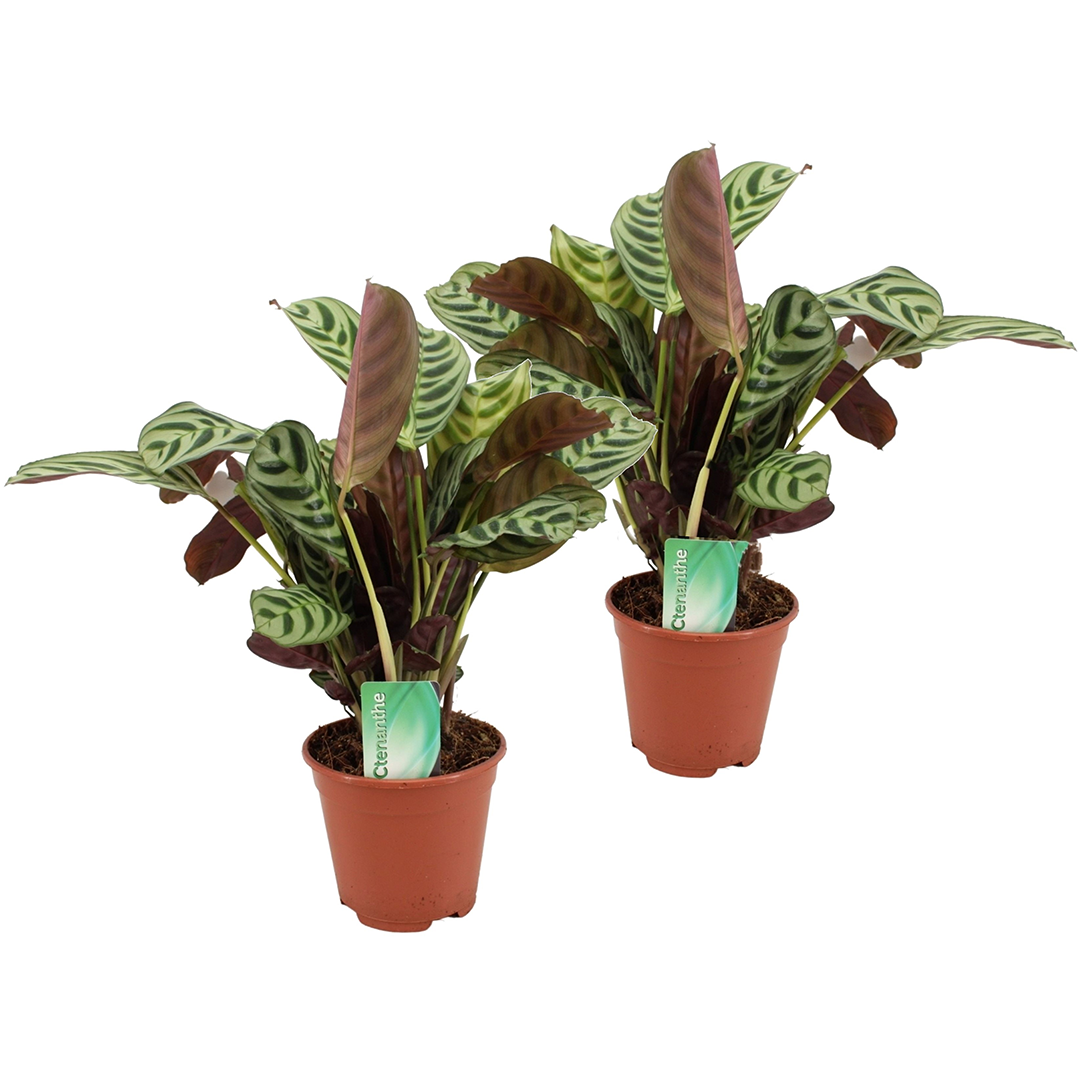 Planta de rugăciune - 2 buc - Ctenanthe 'burle-marxii' - În. 30-40cm - ⌀14cm