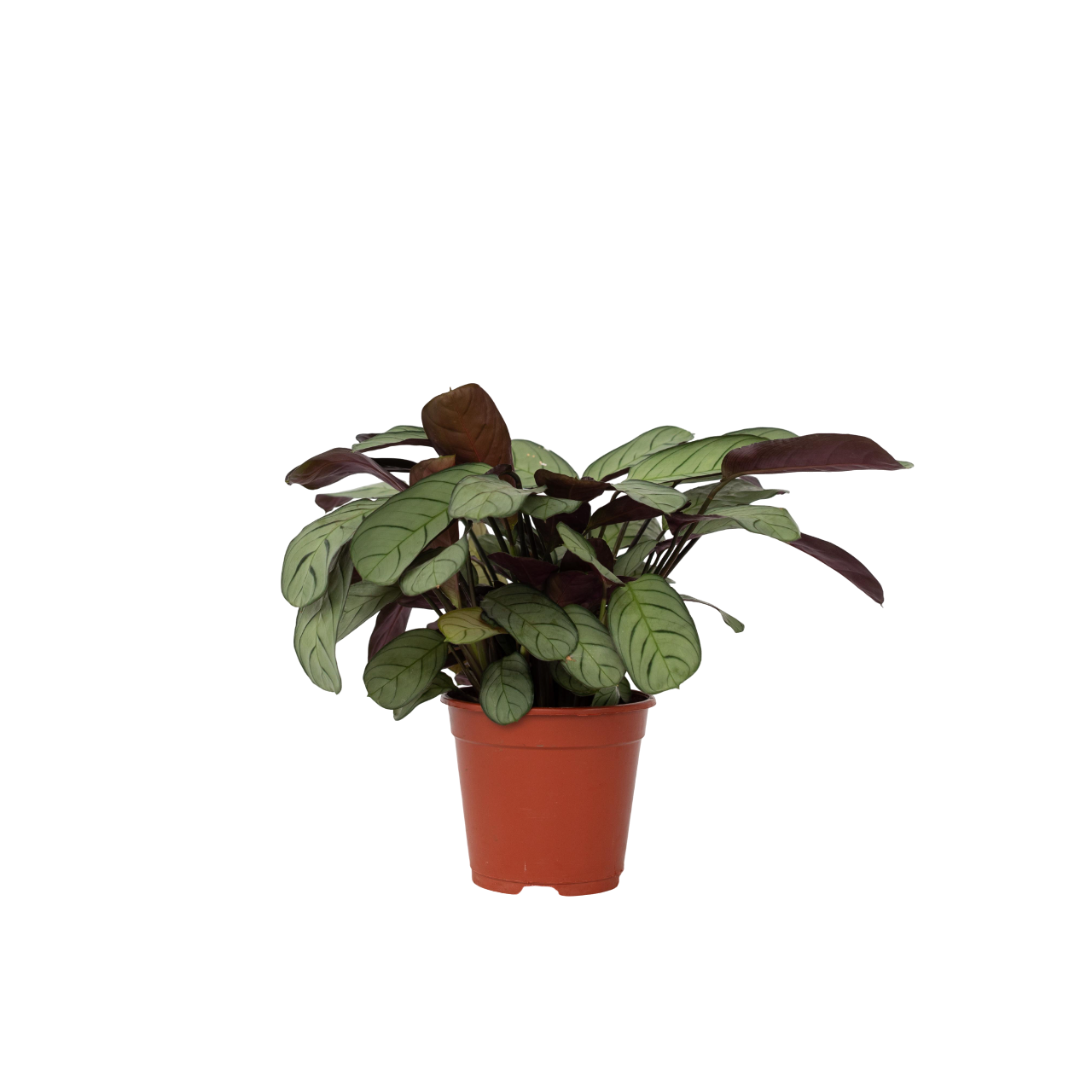 Planta de rugăciune - Ctenanthe burle-marxii 'Amagris' - În. 25-35cm - ⌀14cm