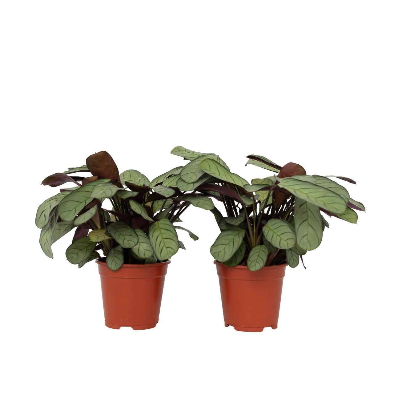 Planta de rugăciune - 2 buc - Ctenanthe Burle-Marxii - Înălţime 25-35cm - ⌀14cm