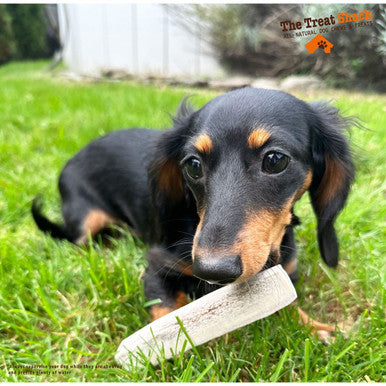 7-8" Split Elk Antler Dog Treats, Large, Naturally Shed (1 to 4-Count) - 7-8" Large Split Elk Antler Dog Treat4Ct