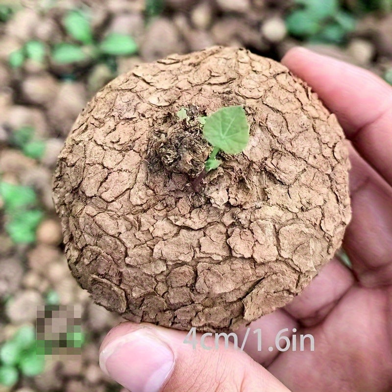 TEMU Dried Flowers Of Vine For Man Bulbs, Interior Decoration, Good Luck And , Grow