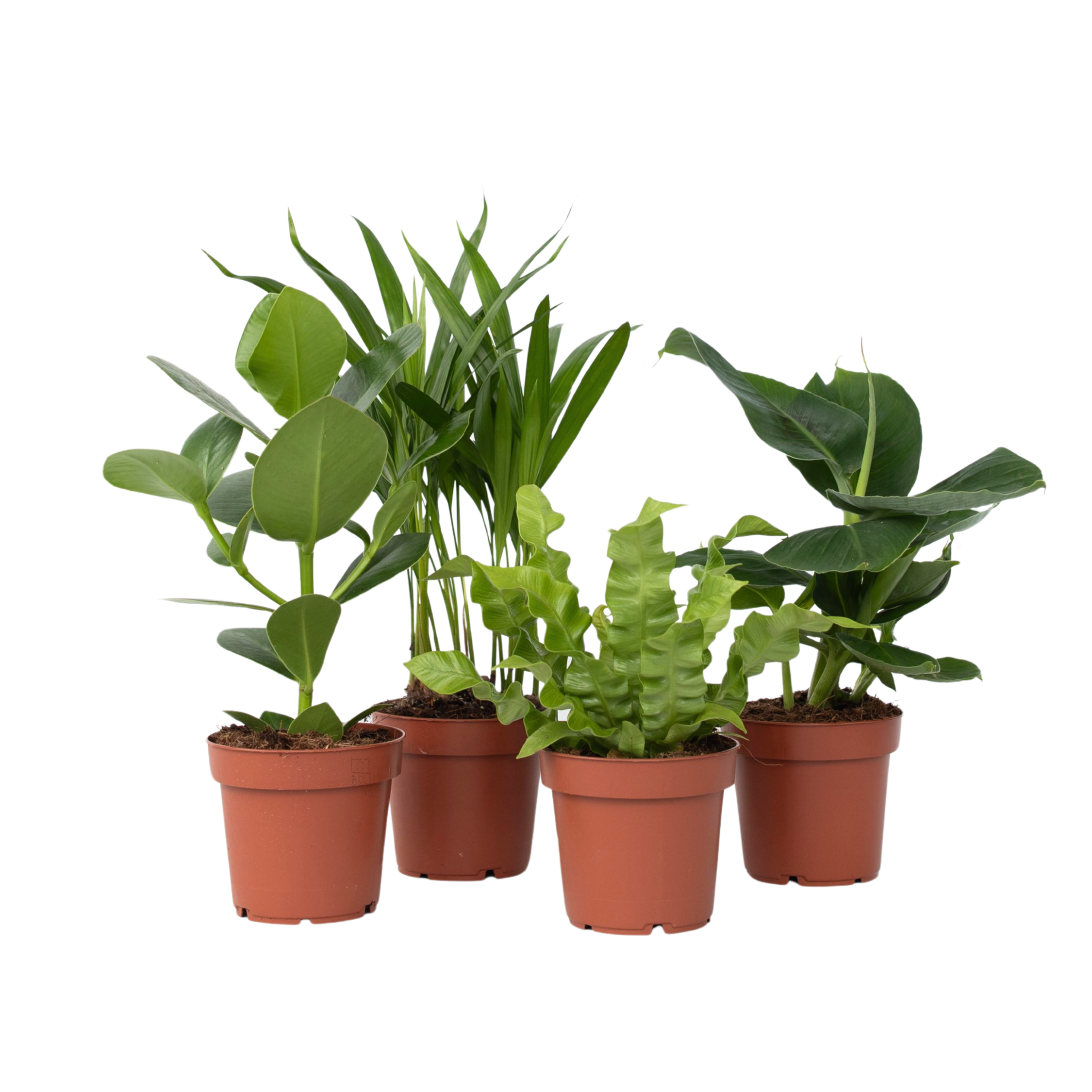 Plante de casă 'Cvartetul verde' - 4 buc - Înălţime 25-40cm - ⌀12cm