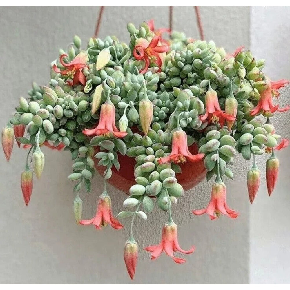 TEMU Orange Planter - Bright And Beautiful Plant, Suitable For Patio Pots And Outdoor Garden Planting, , Low Maintenance