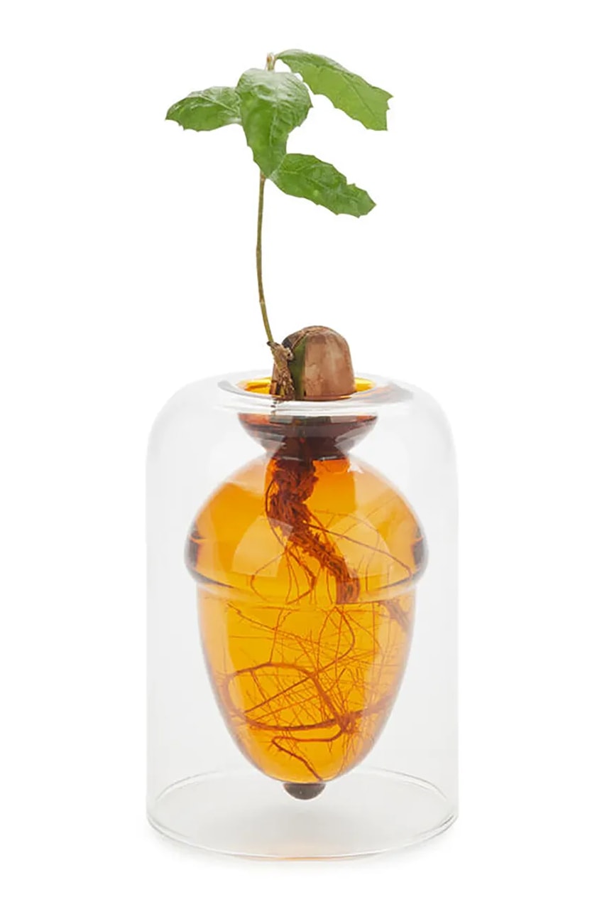 Vaza za uzgoj sjemenki Balvi Acorn Vase 12 x 8,4 x 8,4 cm