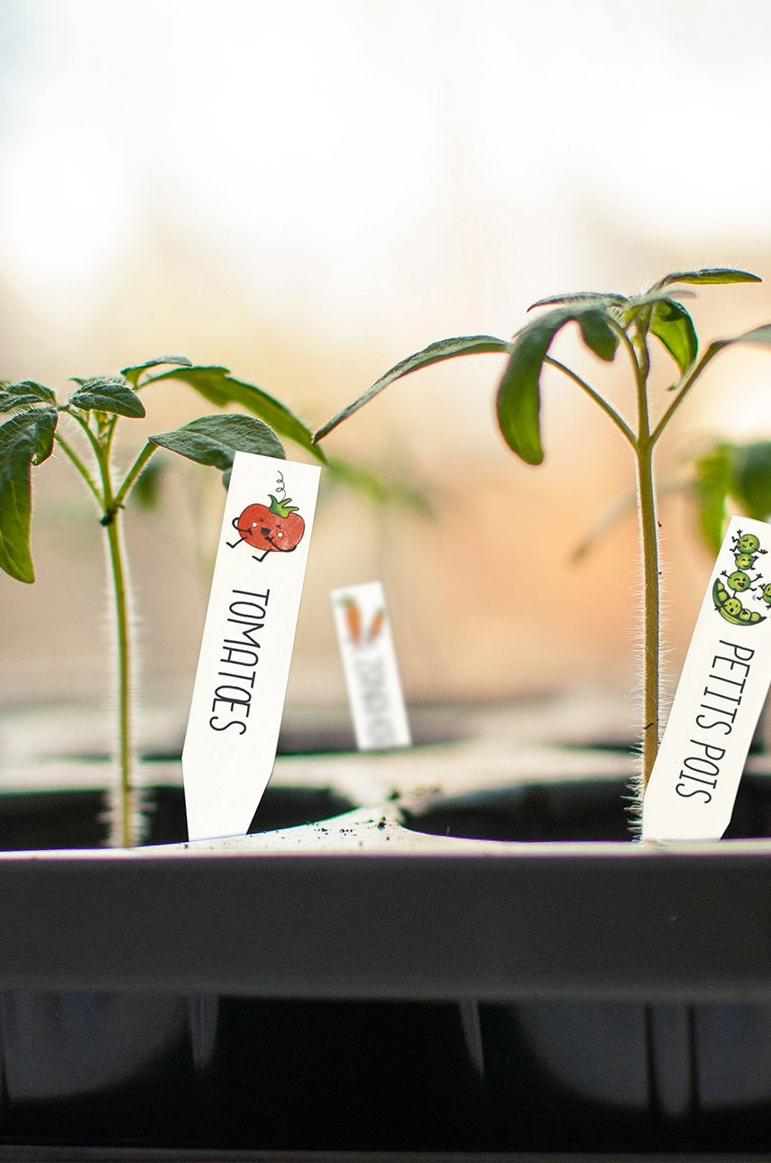 Graine Creative set DIY naljepnice za biljke Crazy Plastic Kit