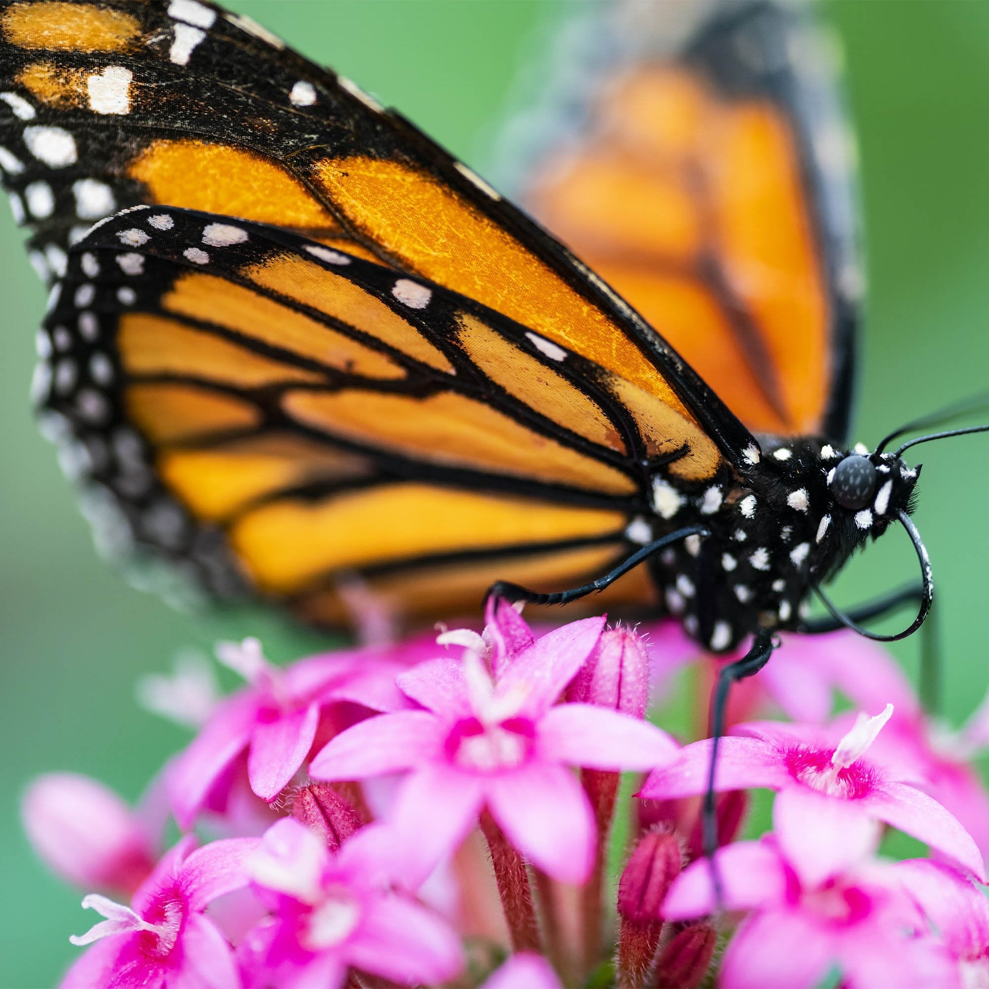 Plant Milkweed Flower Seeds to Help Save the Monarch Butterfly - 25 Sq Feet