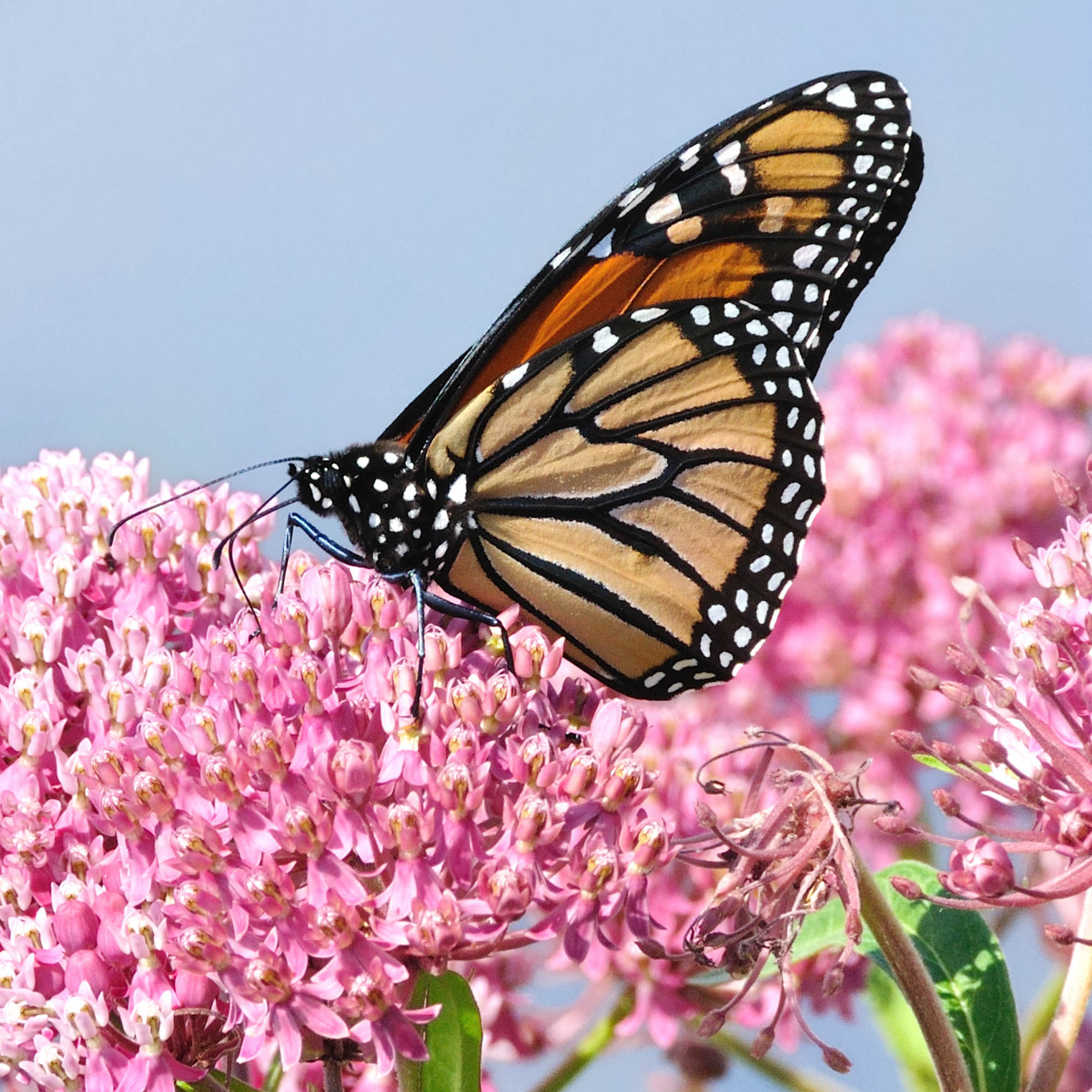 Plant Milkweed Flower Seeds to Help Save the Monarch Butterfly - 100 Sq Feet