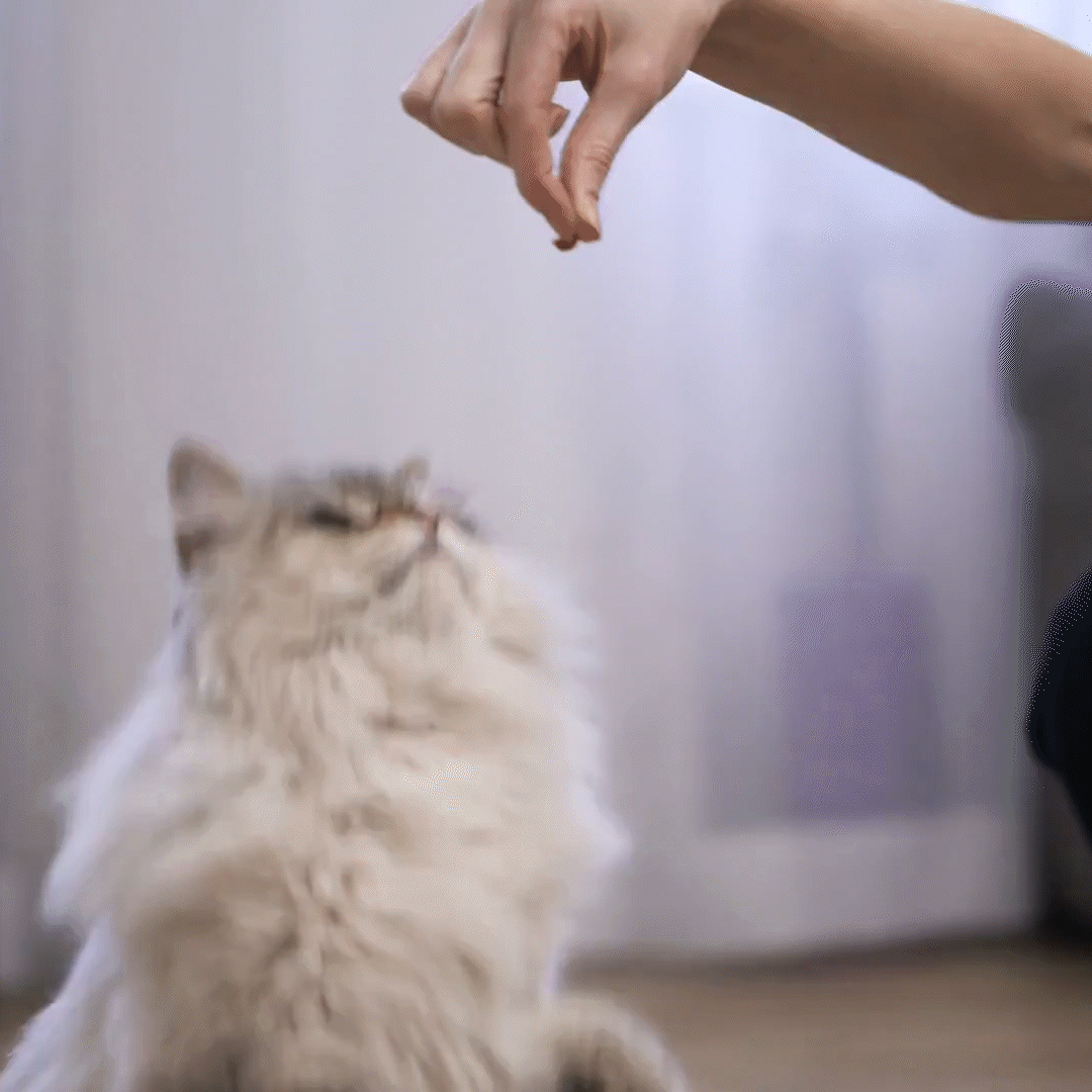 Training Packs To Help Cats & Kittens Get Adopted - Treats