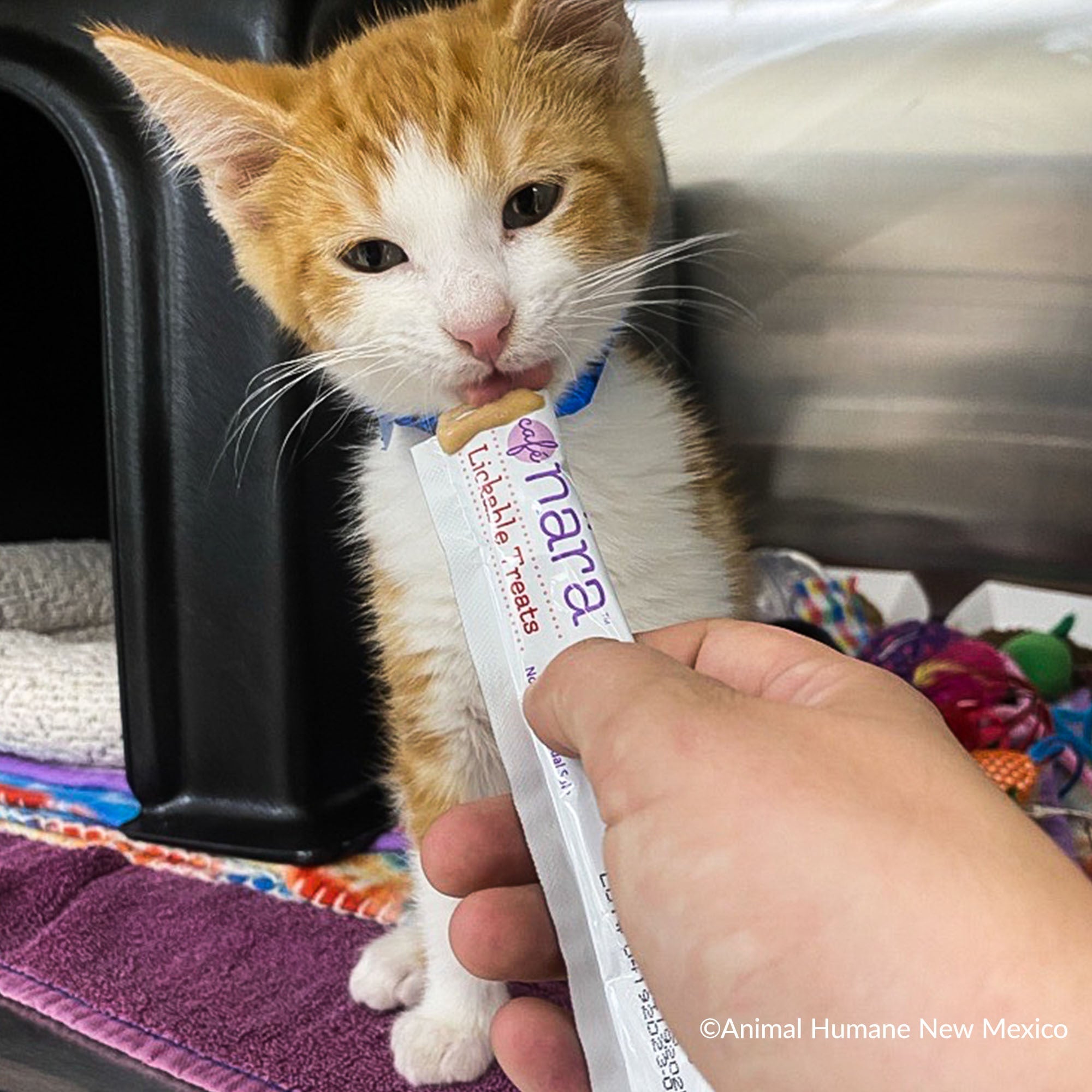Send Much Needed Supplies To Cats Every Month - Treats