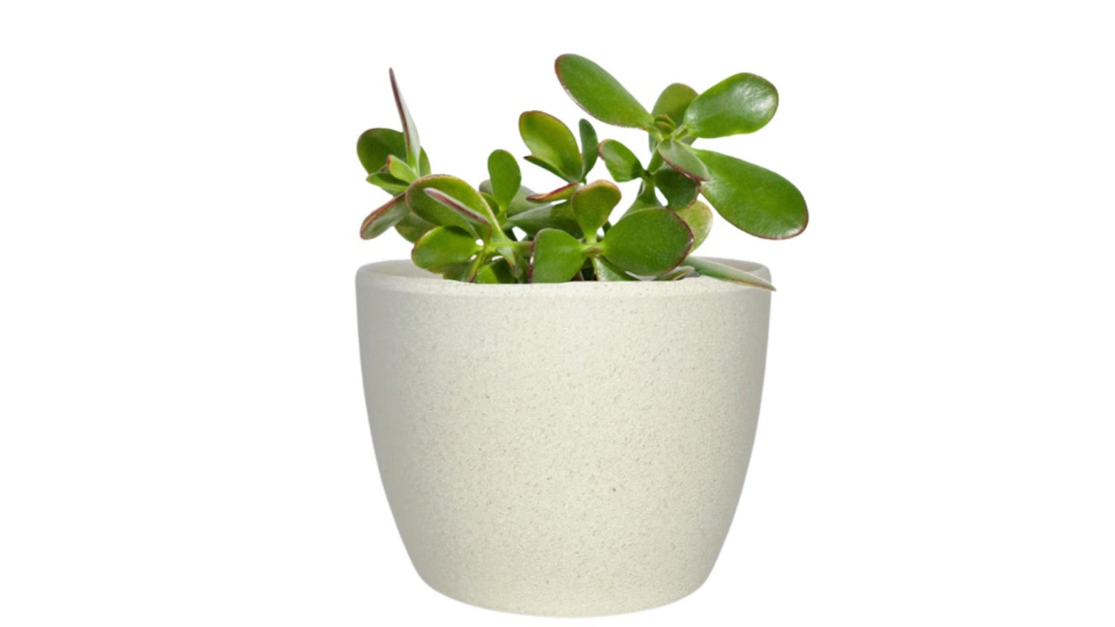 Desk Plants Jade Plant in Mini Harlow Cream Pot