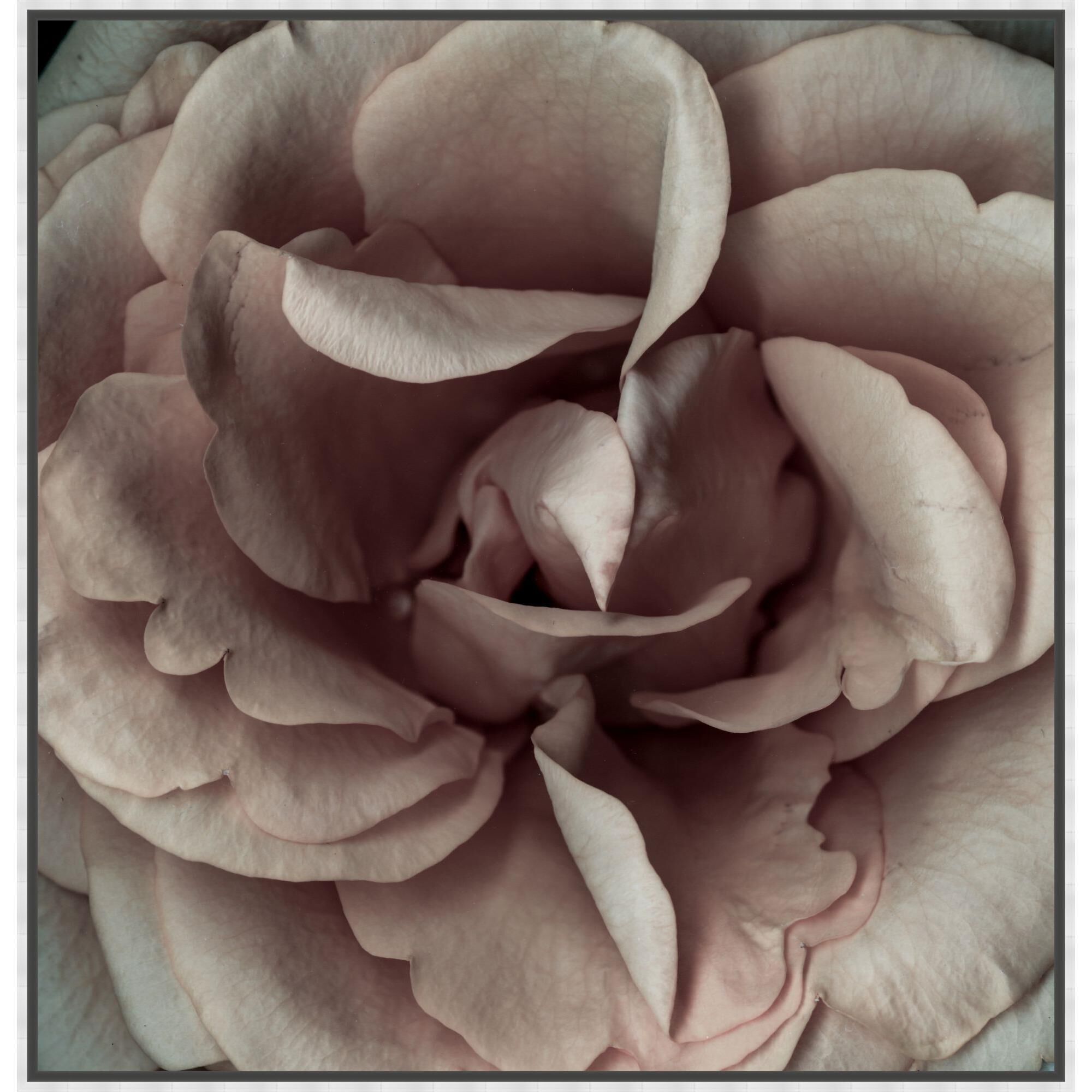 Level 57 Petal Perfume Print Petal Perfume - D1379S27577-2496 - Transitional