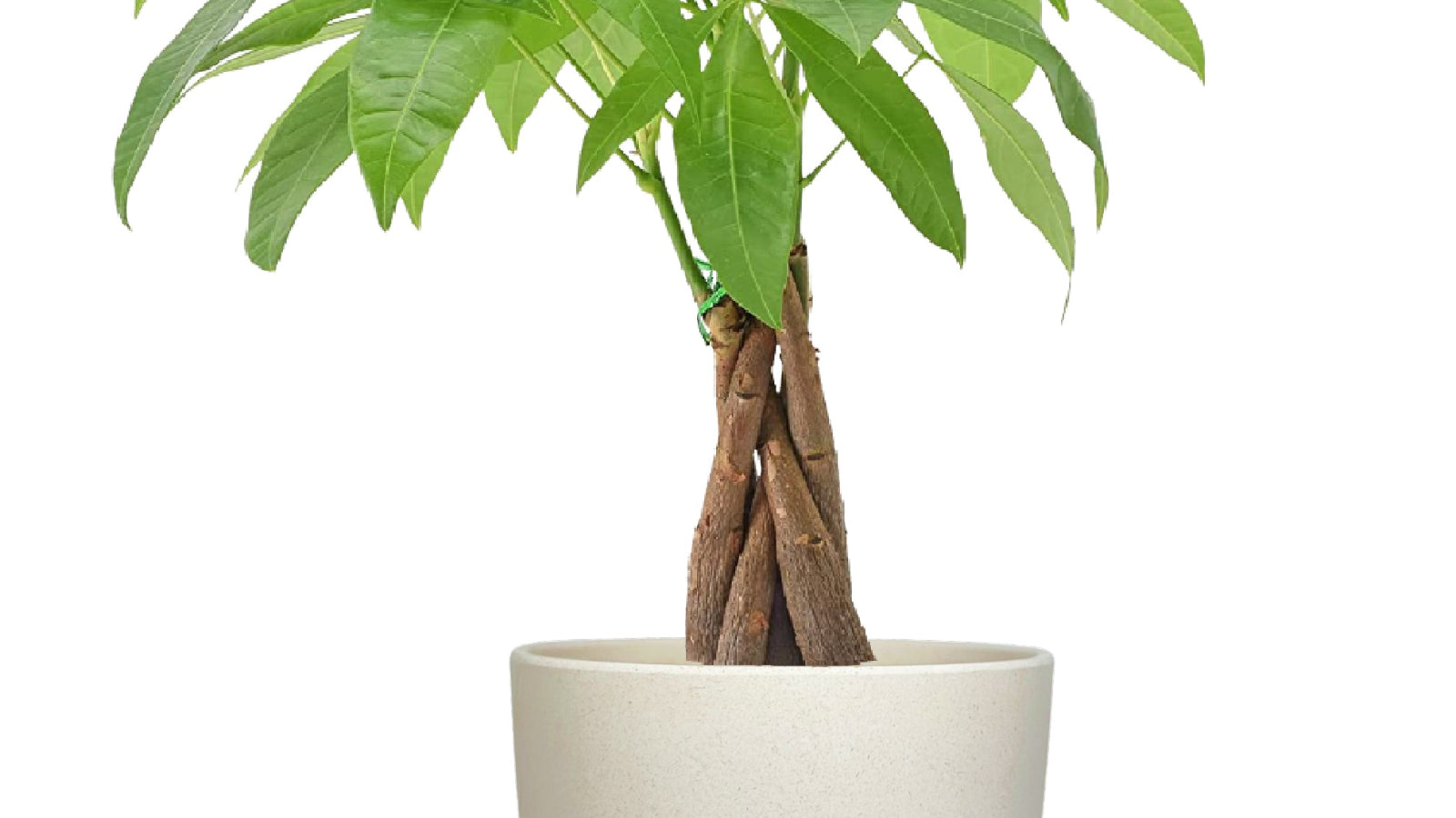 Desk Plants Money Tree in Large Harlow Cream Pot