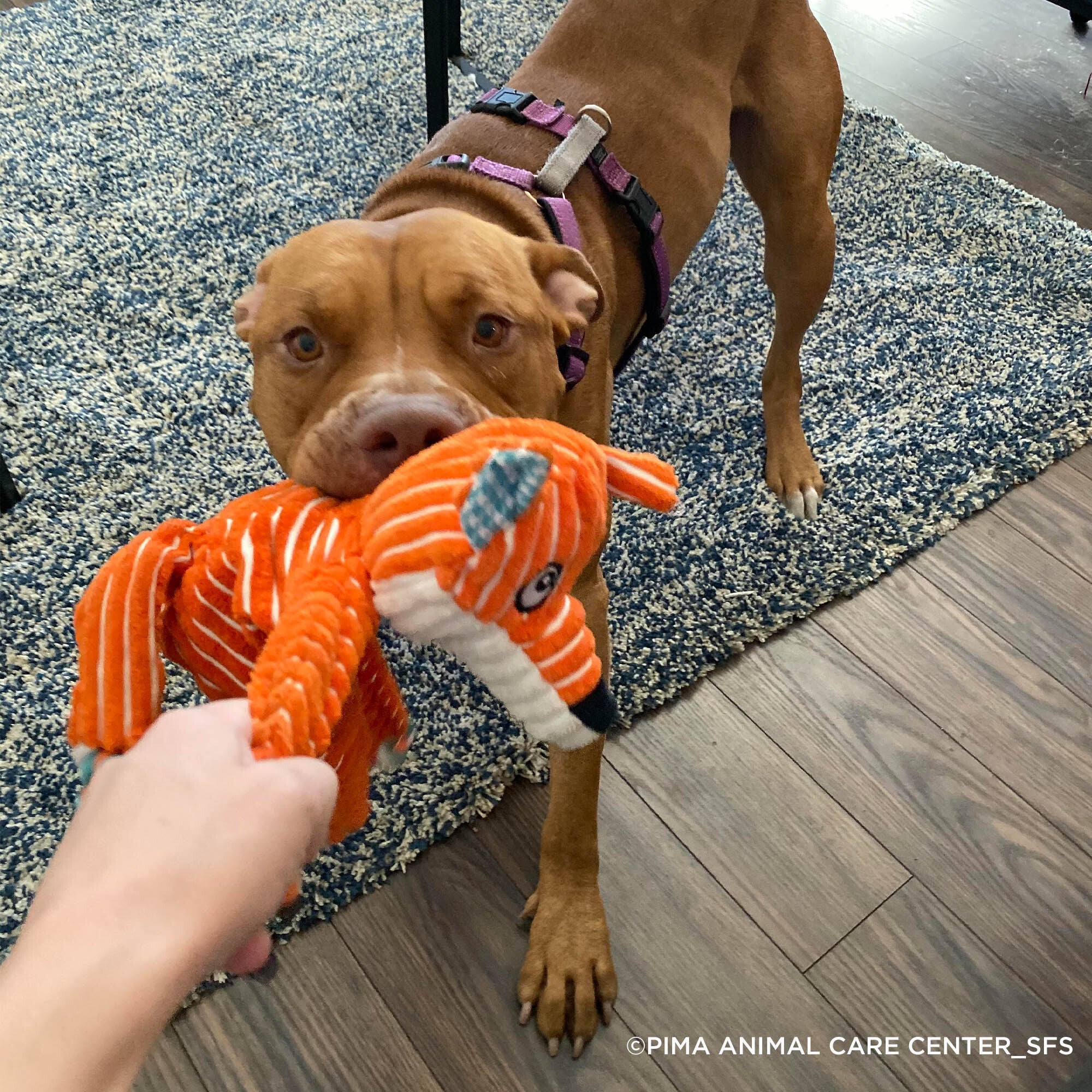 7th Annual Holiday Toy & Treat Campaign: Bring Joy To a Shelter Pet - Toy and Treat