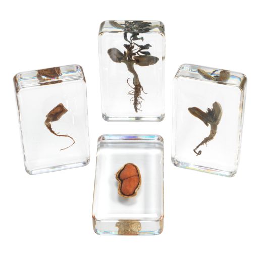 Excellerations® Acrylic Peanut Life Cycle Specimens - Set of 4