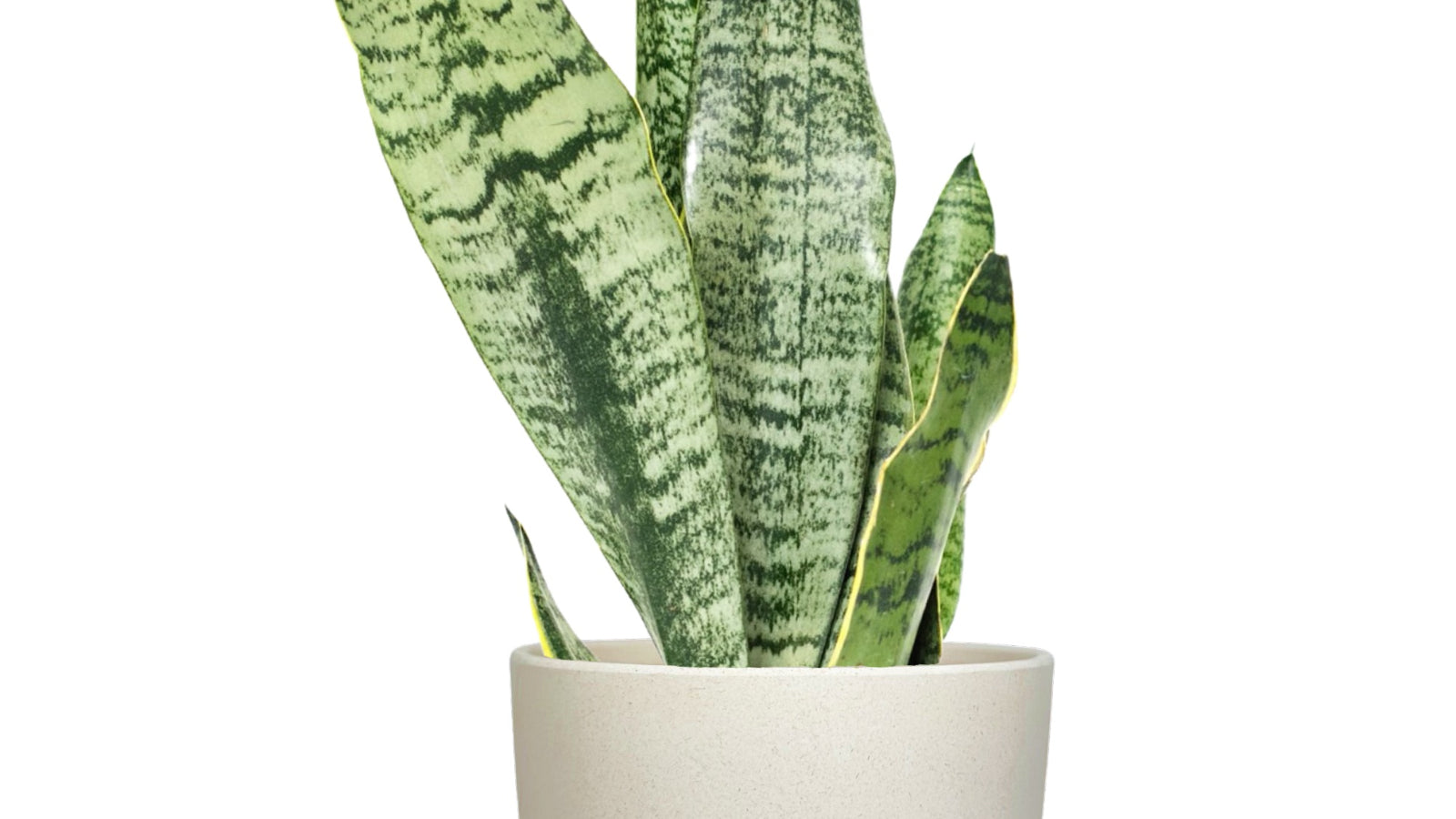 Desk Plants Snake Plant in Large Harlow Cream Pot