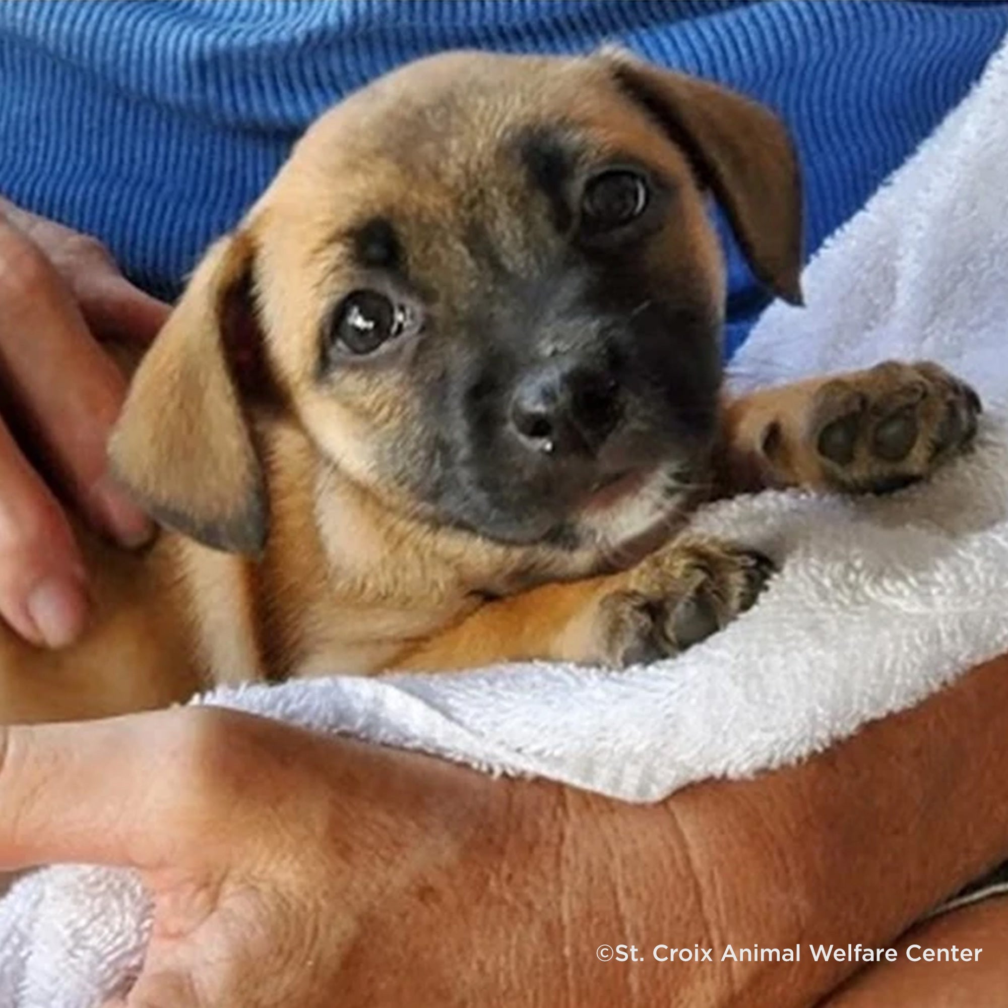 Emergency Kitten & Puppy Formula | Provide Formula Feeding Kits For Puppies & Kittens - Puppy - Save A Litter