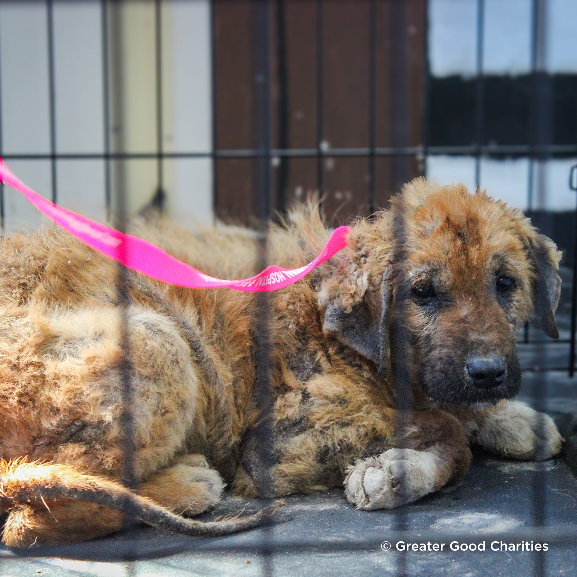 Ready For Adoption: Provide Essential Grooming Supplies to Save Pets' Lives - Treats & Collar