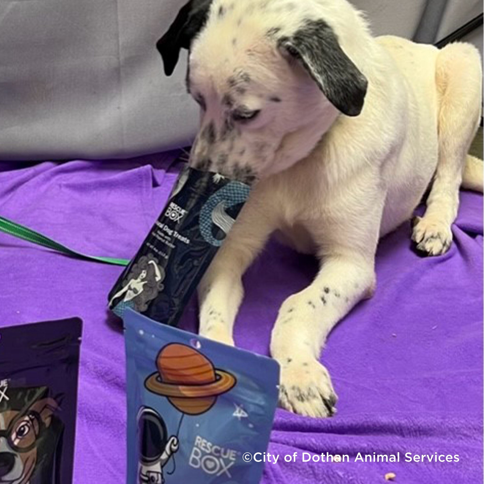 Send Much Needed Supplies To Dogs Every Month - Treats