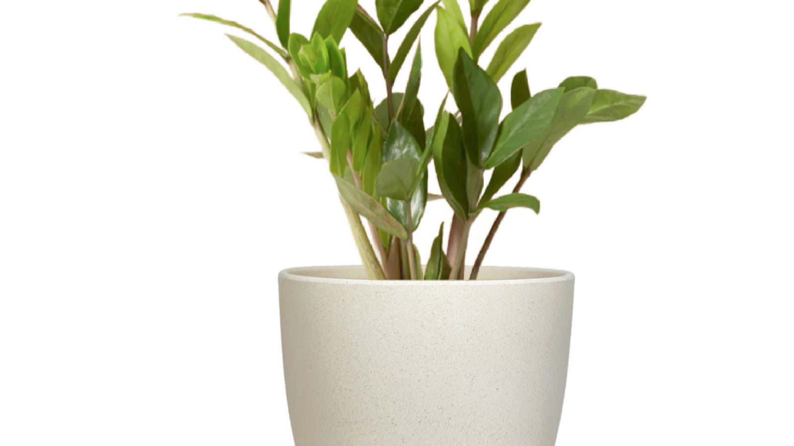 Desk Plants ZZ Plant in Large Harlow Cream Pot