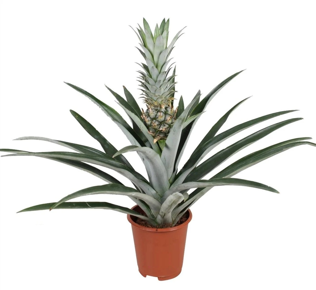 Planta de ananas - Ananas comosus - Înălţime 45-55cm - ⌀14cm
