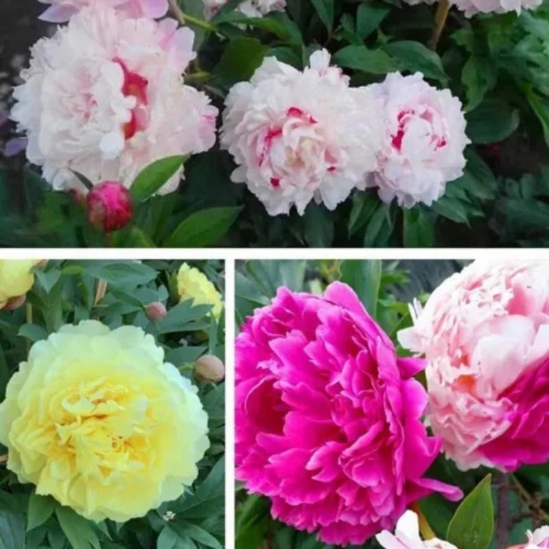 TEMU Mixed Peony Planting For Garden Planting