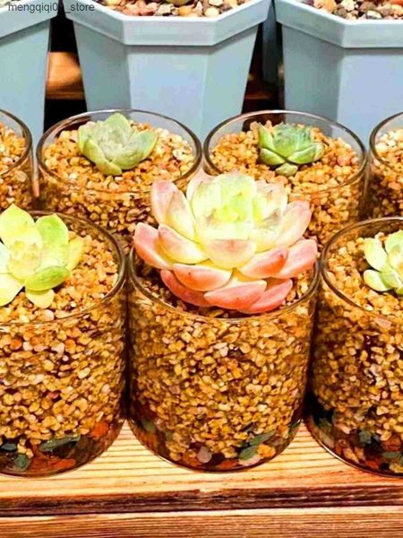 Planters Pots Simple succulent small glass bottle large caliber transparent control mini succulent thumb pot planting leaves hydroponic vase