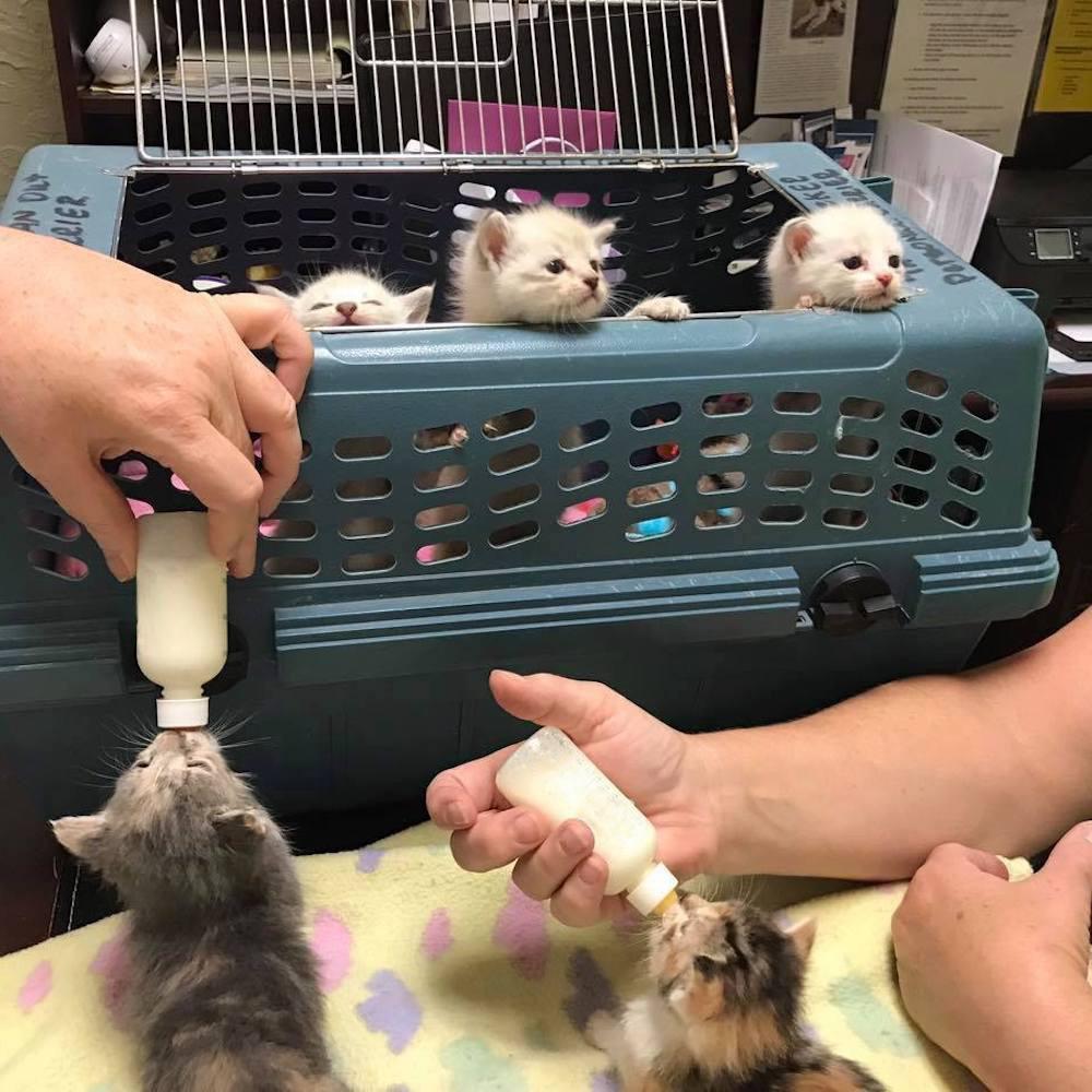 Emergency Kitten & Puppy Formula | Provide Formula Feeding Kits For Puppies & Kittens - Kitten - Save A Litter