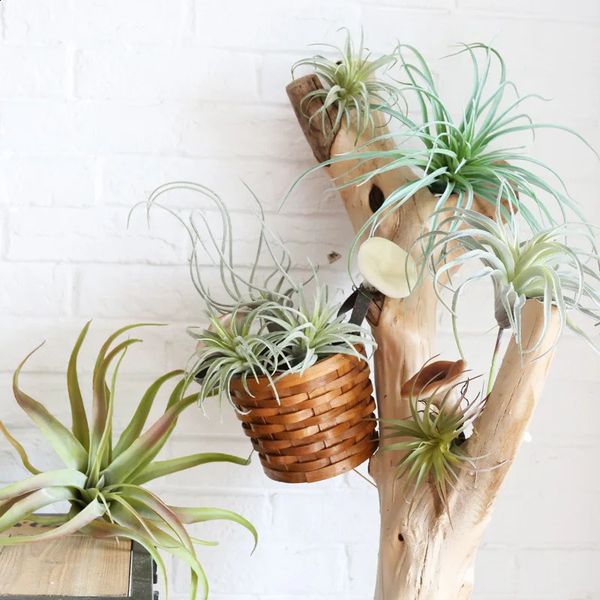 Wool Plants Air Pineapple Grass Simulated Wall Hanging Garden Floor Living Room Home Decoration 240930