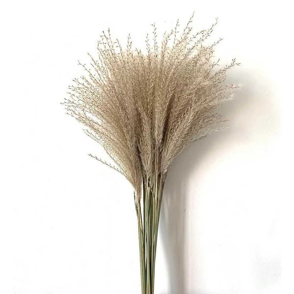 50-100pcs Real Dried Small as Grass Wedding Flower Bunch Natural Plants Decor He Decor Dried Flowers Phragmites Party DecoT250122