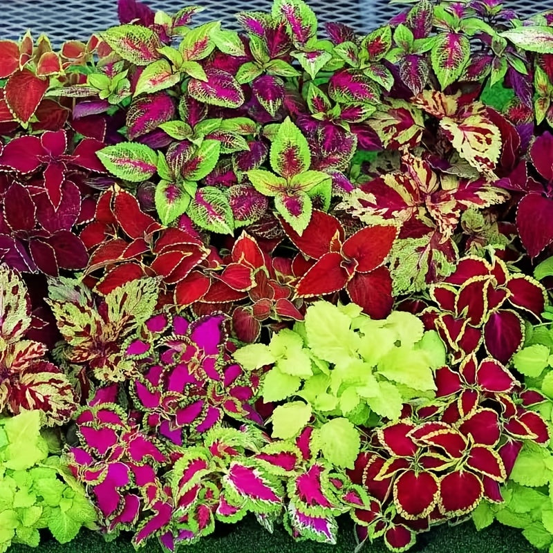 TEMU 69pcs Decorative Colorful Flowers, Potted Plants, Hanging Plants, , Courtyards And Other Decorations, Suitable For Courtyards, Gardens And Gift