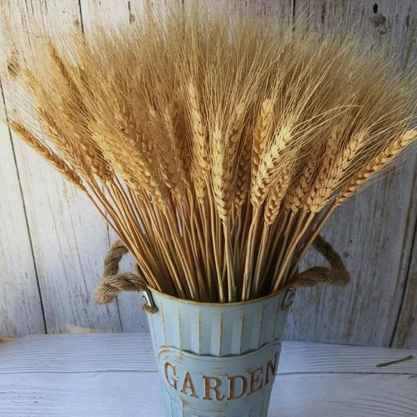 500 Stems Natural Wheat Ears Dried Stalks Grain Flowers Bouquet for Home Wedding Party Decoration Arrangement Flower 240223