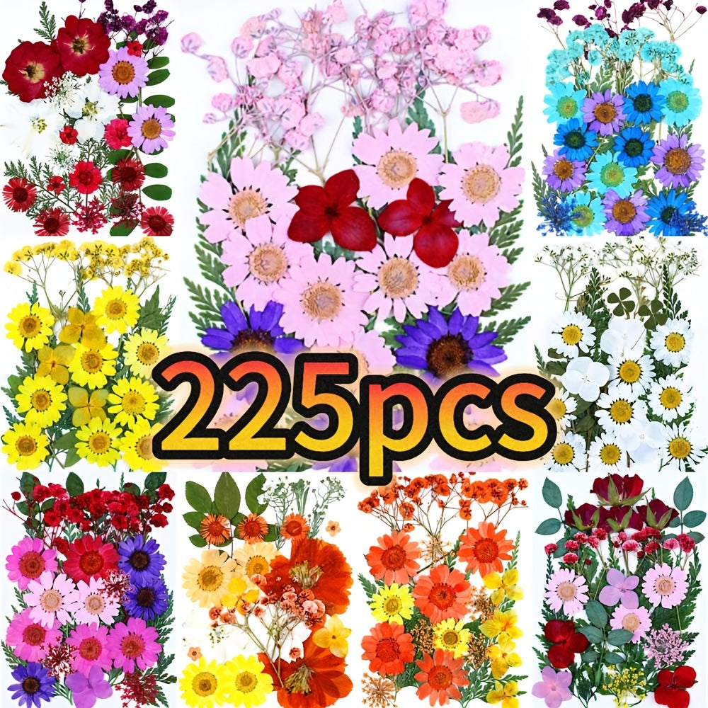 TEMU 100-150-225-349pcs Dried Flower Material Diy Handmade Photo Frame Bookmark Facial Decoration Dried Flower Phone Case Coasters Hair Clips Wind