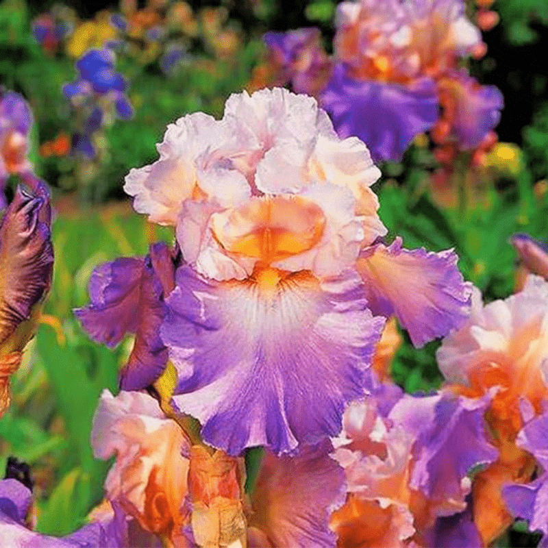TEMU 56 Artificially Irises - Purple & Rare Flowers For Outdoor Decoration, Low-maintenance Garden Plants, Holiday Gift Idea, No Gardening Tools