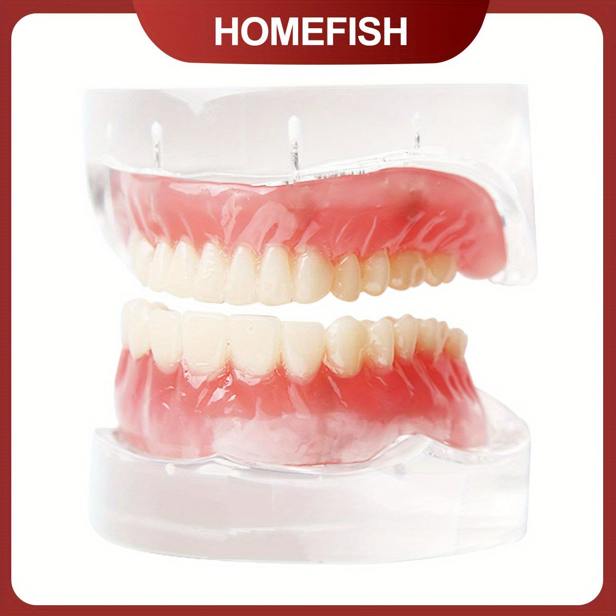 TEMU Dental Oral Teaching, Dental Upper-lower Dentures With 4 Nails, Implant Dental Models, Detachable Doctor-patient Communication Dental Models