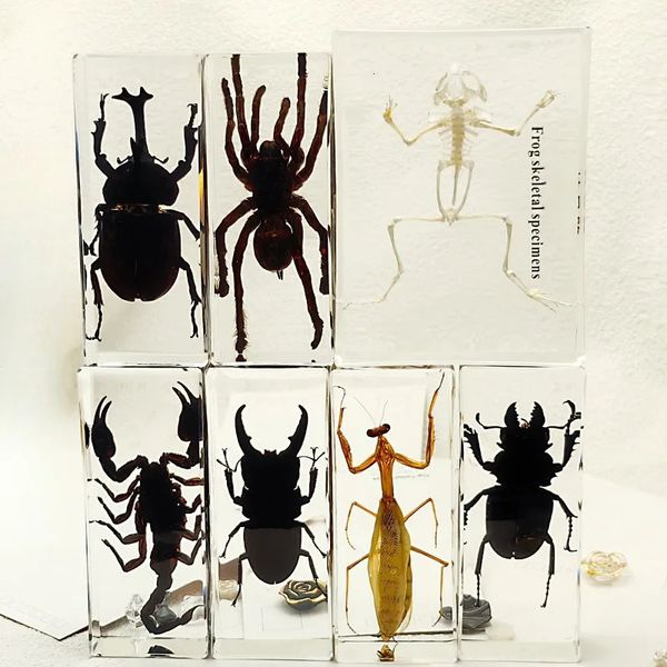 Large Tarantula Specimen in Resin Bugs Spiders Centipede Bug Beetle Scorpion Insect Model Desk Decoration 240129