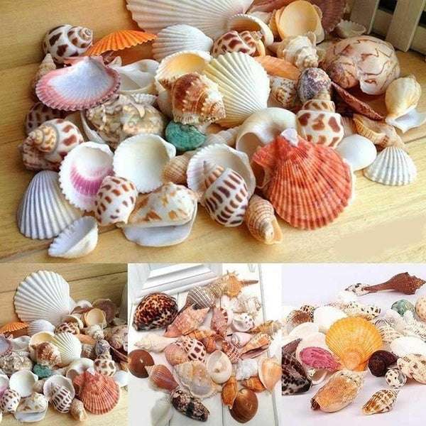 100-176 g-sac naturel mélangé mer plage coquillages coquillages Aquarium paysage décoration Aquarium décor Photo accessoires pour bricolage artisanat