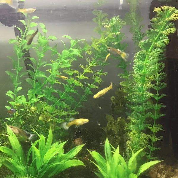 Plastique Aquarium Fish Tank Décor Eau Mauvaises Herbes Plante Artificielle Herbe Verte