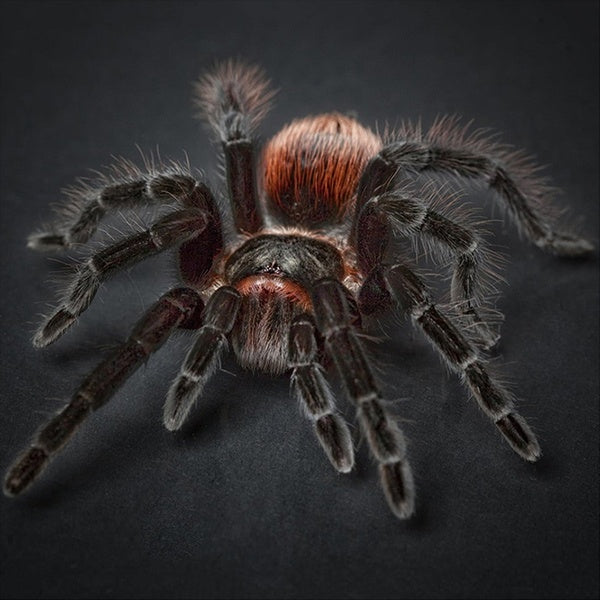 Scary Spider 5D Diamond Painting Full Round Animal Diamond Mosaic Embroidery Rhinestone Picture Home Decoration