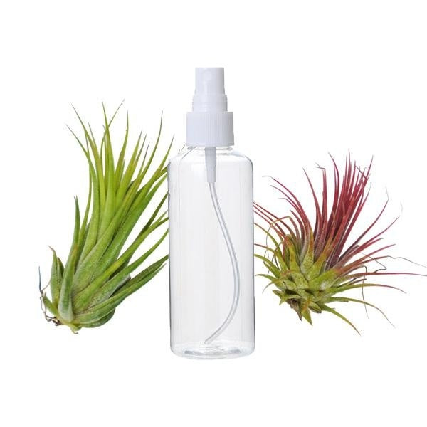 2 Pack de plantes aériennes Tillandsia avec spray d'engrais - flacon pulvérisateur de 1,7 oz - plantes d'intérieur