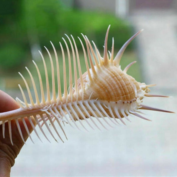 Natural Murex Pecten Shell Fossils Conch Coral Sea Snail Minerals Collect Gift []