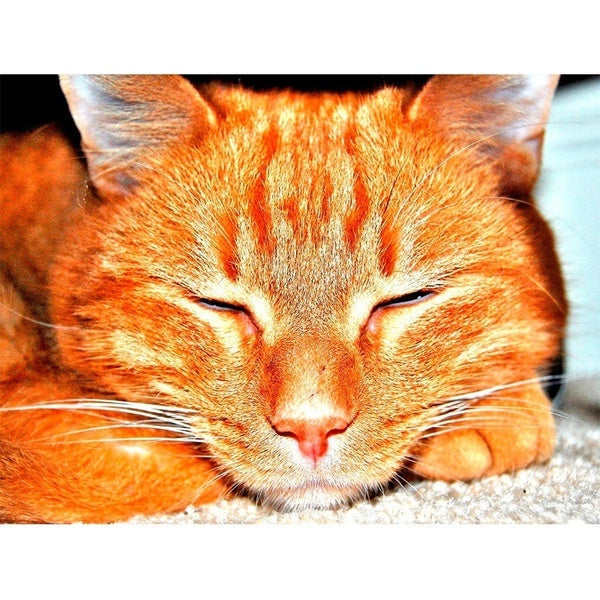 DIY 5D Diamond Painting Sleeping Cat Full Drill with Number Kits Home and Kitchen Fashion Crystal Rhinestone Cross Stitch Embroidery Paintings Canvas